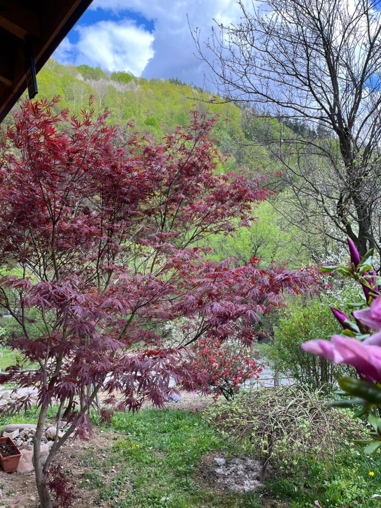 Къща За Гости - Еделвайс, Гр. Габрово Dış mekan fotoğraf